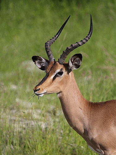 _17C1524 Black-faced Impala.jpg